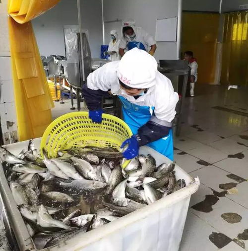 給力 臺(tái)風(fēng)過(guò)后,斗門(mén)區(qū)水產(chǎn)養(yǎng)殖加工企業(yè)基本全面復(fù)工