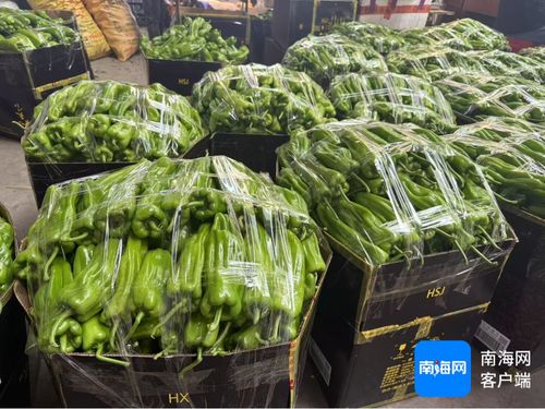 公益海南 媒美與共丨海口市菜籃子江楠農(nóng)產(chǎn)品批發(fā)市場(chǎng)擴(kuò)大本地菜免費(fèi)銷售區(qū) 助力椒農(nóng) 拓銷路